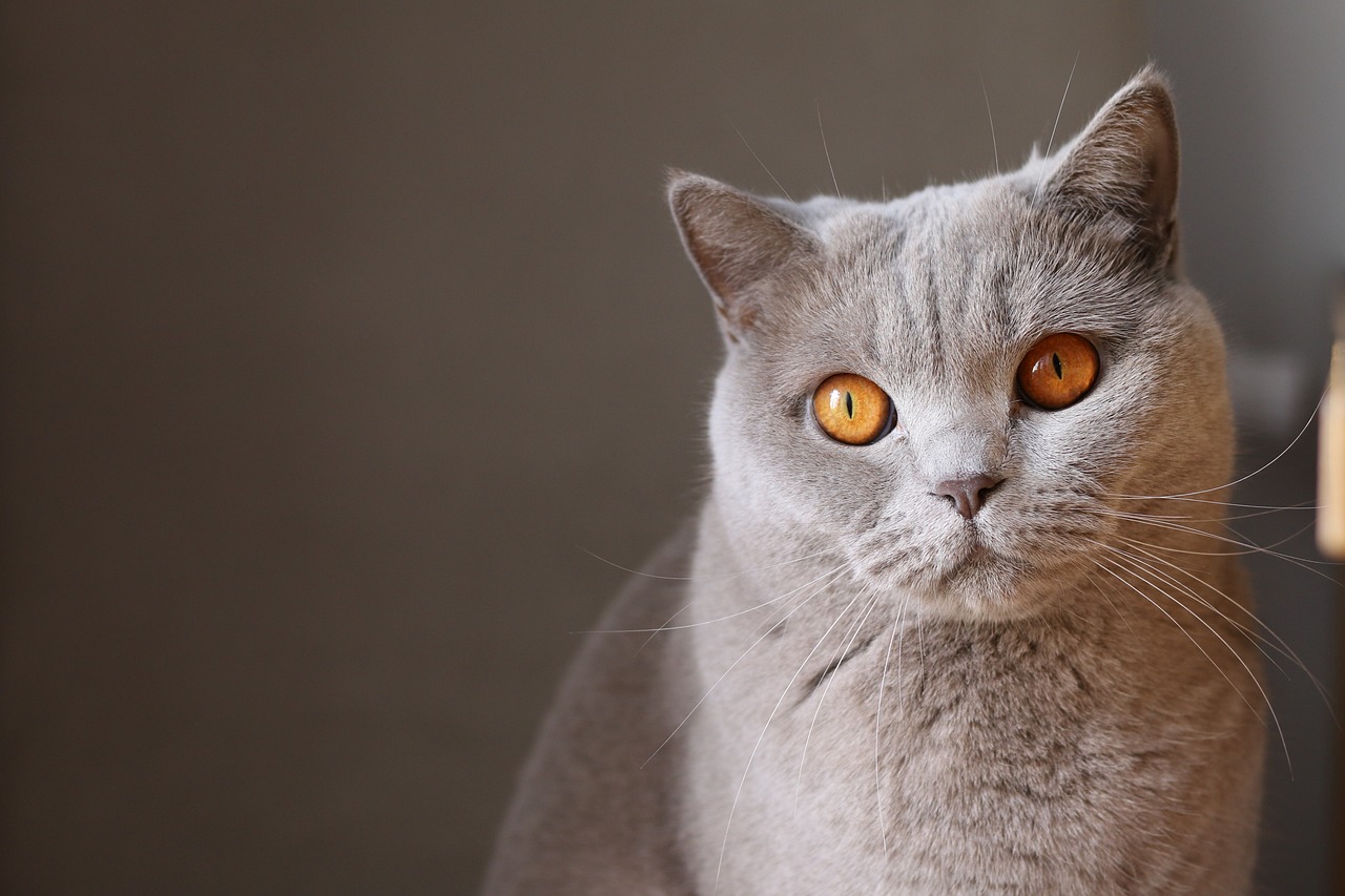 The Most Intelligent Cat Breeds and Their Unique Traits